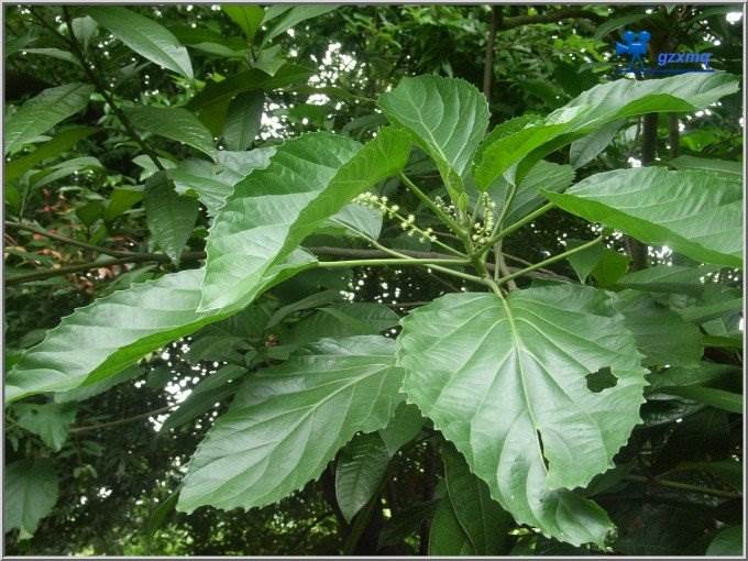 白桐树提取物 白桐树 浸膏粉 白桐树速溶粉 市场价格 80-100目