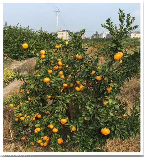 公司图片_金华市婺城区露芳果树园艺场 - 搜了网