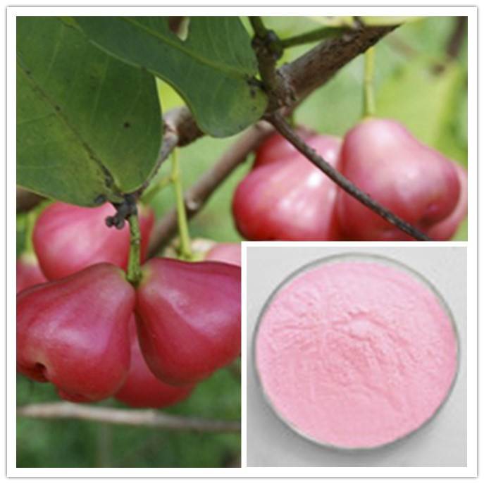 莲雾粉 莲雾速溶粉 莲雾浓缩粉 莲雾浓缩液 目数80-100 一公斤起