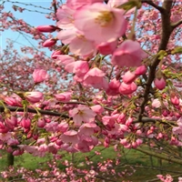 京舞姿碧桃菊花碧桃价格河西区青叶碧桃基地观赏绿叶碧桃