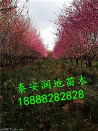 京舞姿碧桃菊花碧桃价格大兴区青叶碧桃基地观赏绿叶碧桃