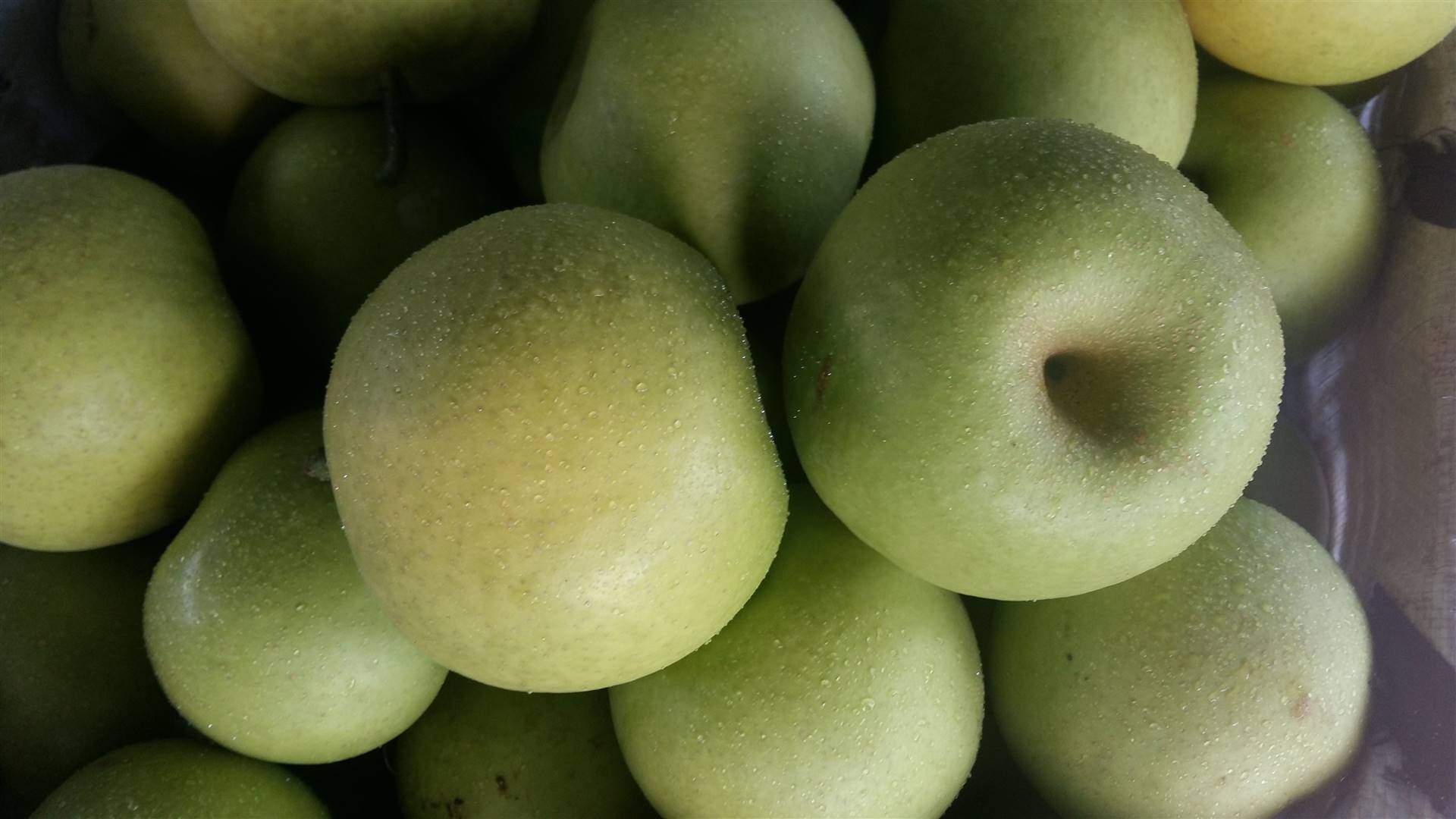 新品种翠玉518梨苗