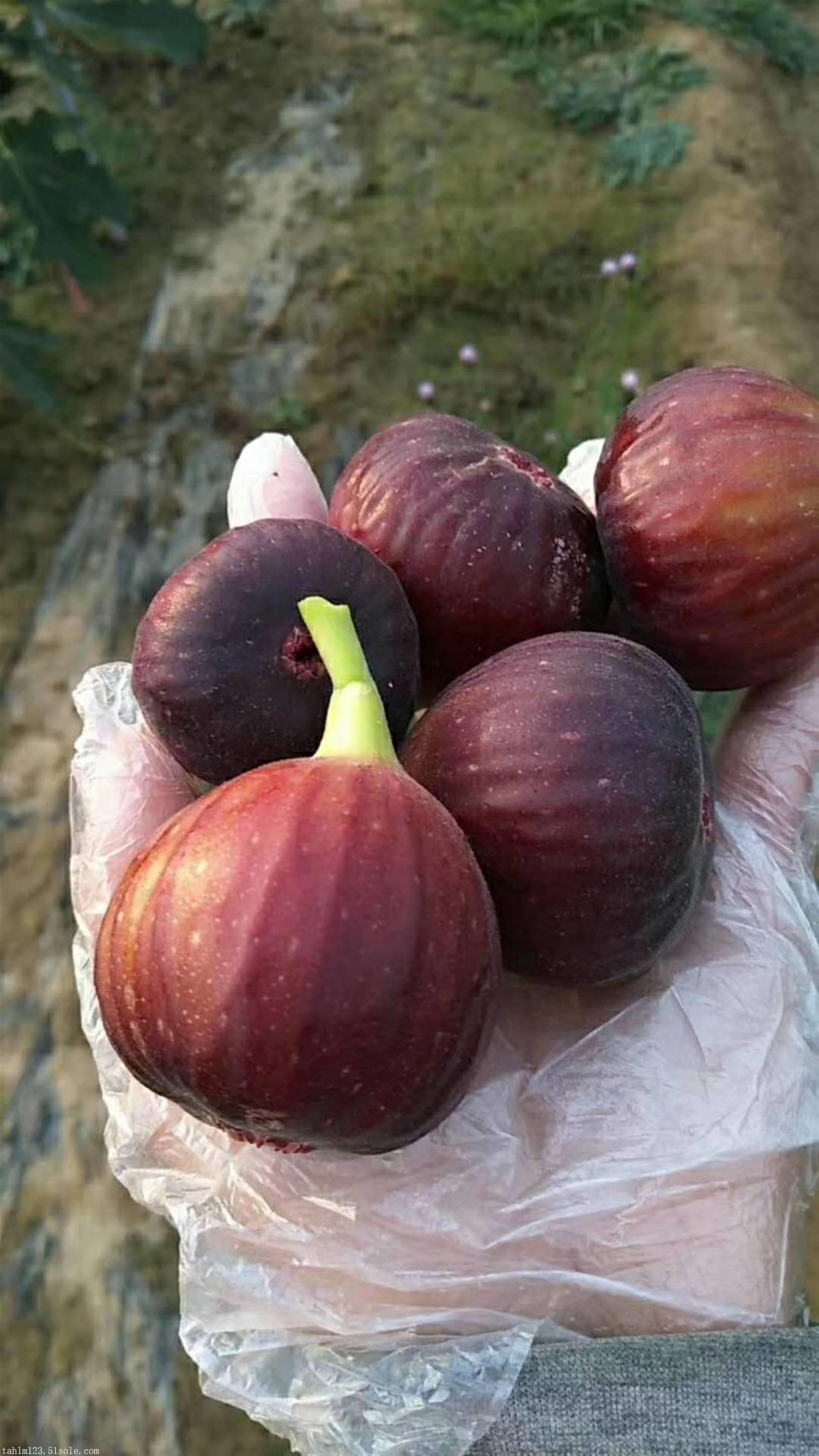 无花果苗,大棚无花果树苗种植技术