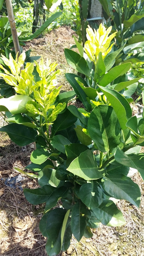 公司图片_金华市婺城区露芳果树园艺场 - 搜了网