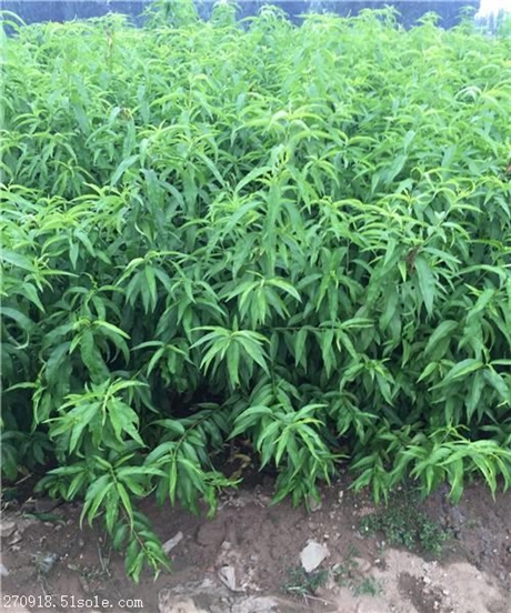 【美早樱桃苗,美早樱桃树苗,美早大樱桃树苗】价格,厂家,樱桃苗-搜了