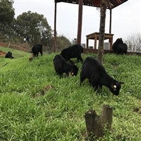 想到湘美黑山羊养殖场来学习并引进好种羊,做一个五年规划