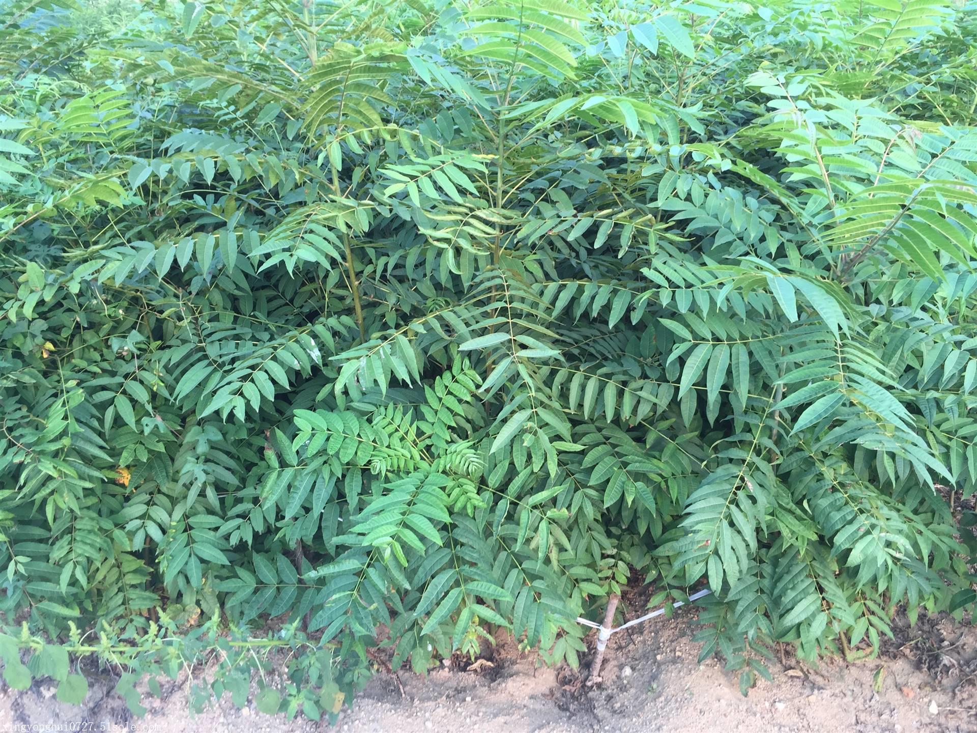 基地直销香椿苗