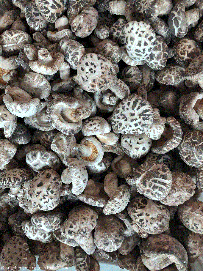 3cm左右产地直销批发  品牌/厂家 其他 品种 干花菇 种类 干香菇 等级