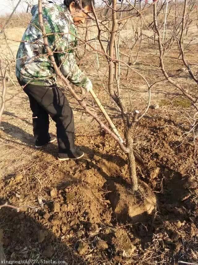 基地直銷棗樹苗