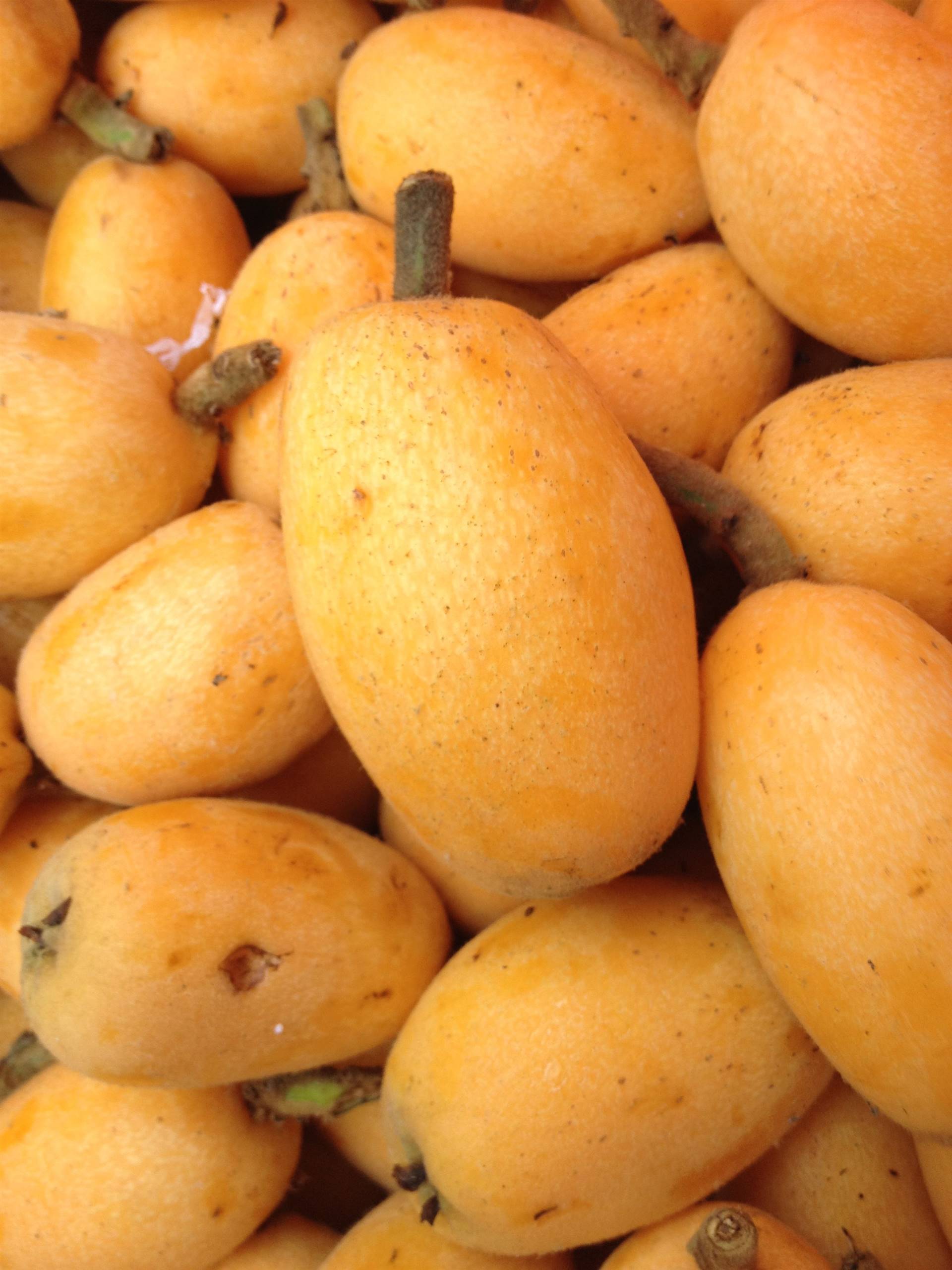 台湾早种8号特早熟枇杷苗