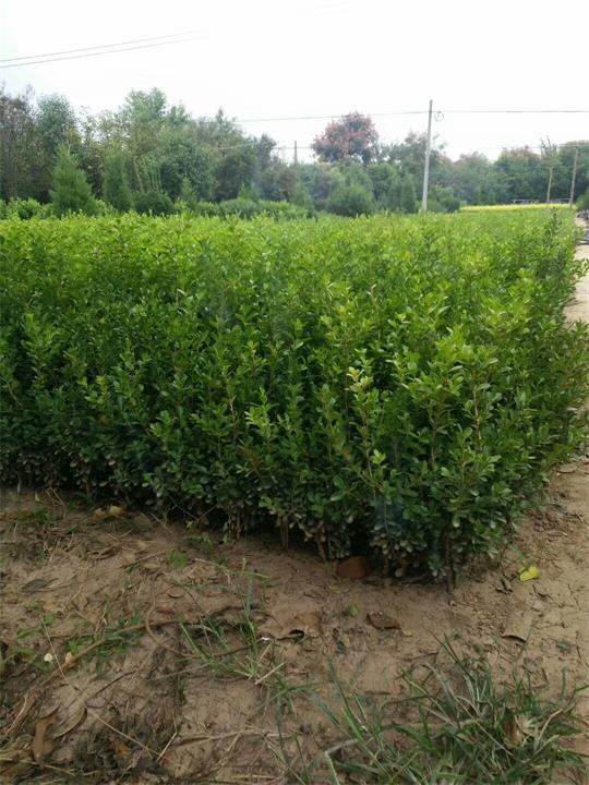 咨询50公分高瓜子黄杨产地价格