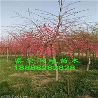 京舞姿碧桃菊花碧桃价格怀柔区青叶碧桃基地观赏绿叶碧桃