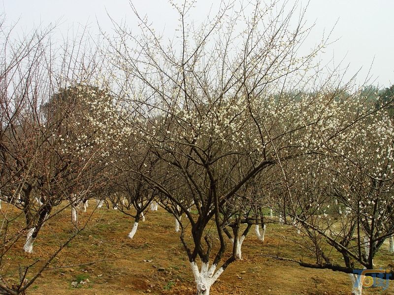 落叶乔木梅花树 珍珠梅红绿梅四季桂花丹桂