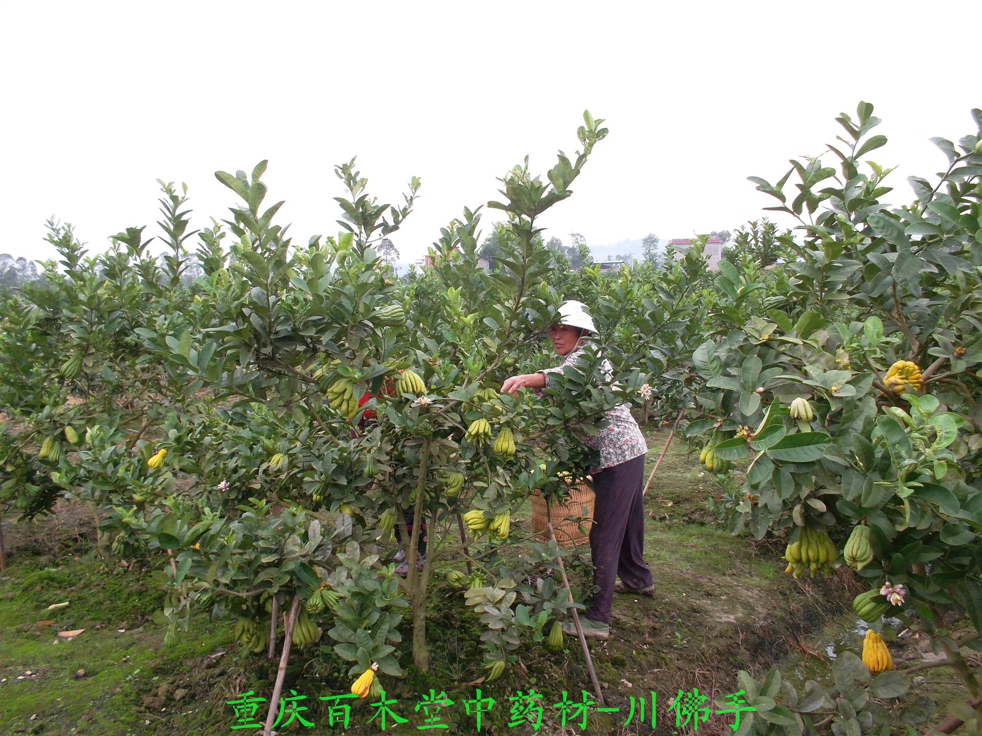 中药材佛手苗供应中药材种植技术指导