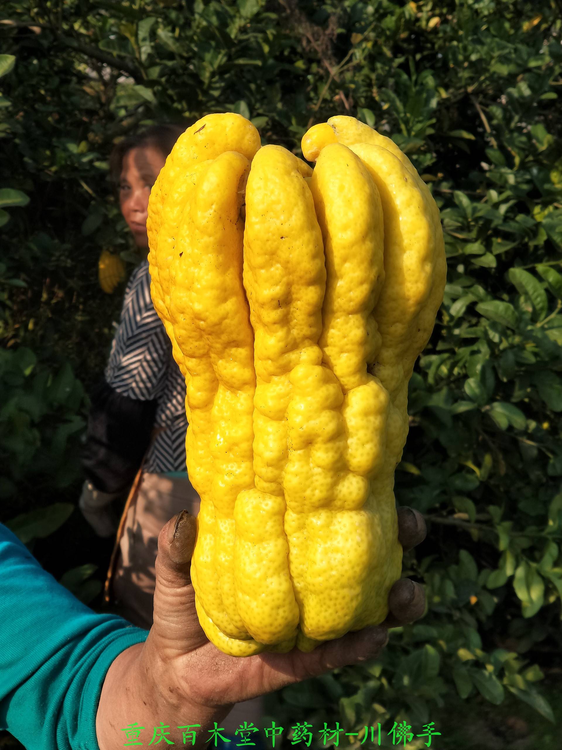 佛手的功效与作用全新品种中药材佛手种植基地