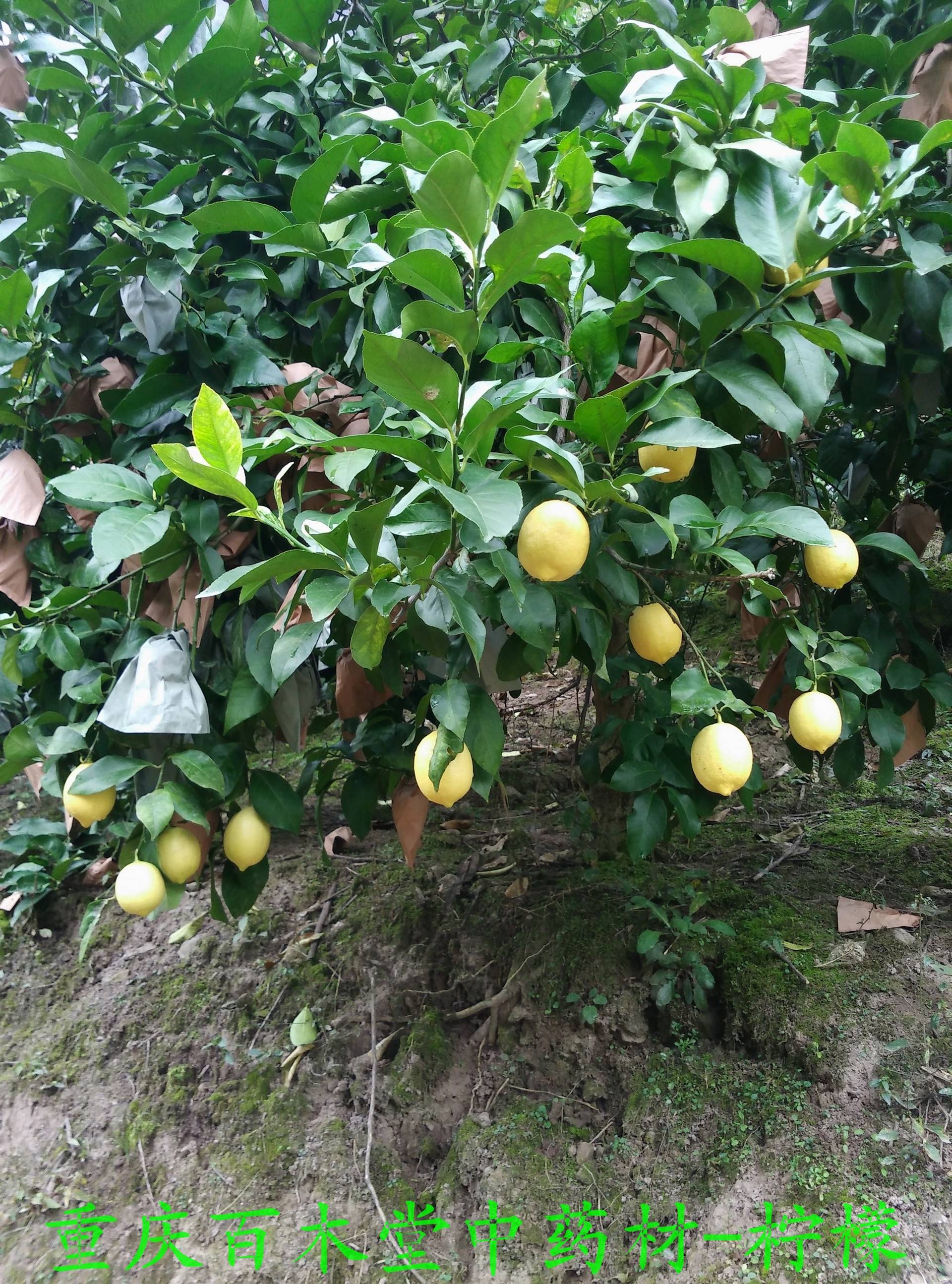 柠檬苗中药材种苗