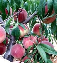 安徽桃树苗新品种映霞红多少钱一斤