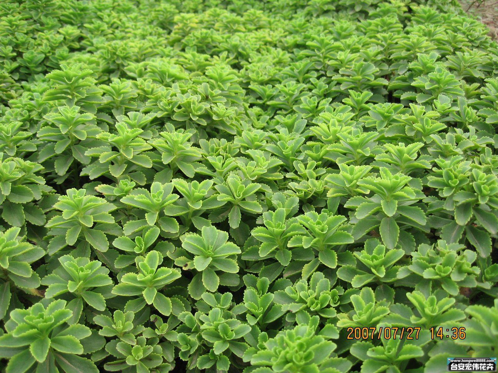 百坊源大型五色草种植基地优质五色草批发菊花造型定制中