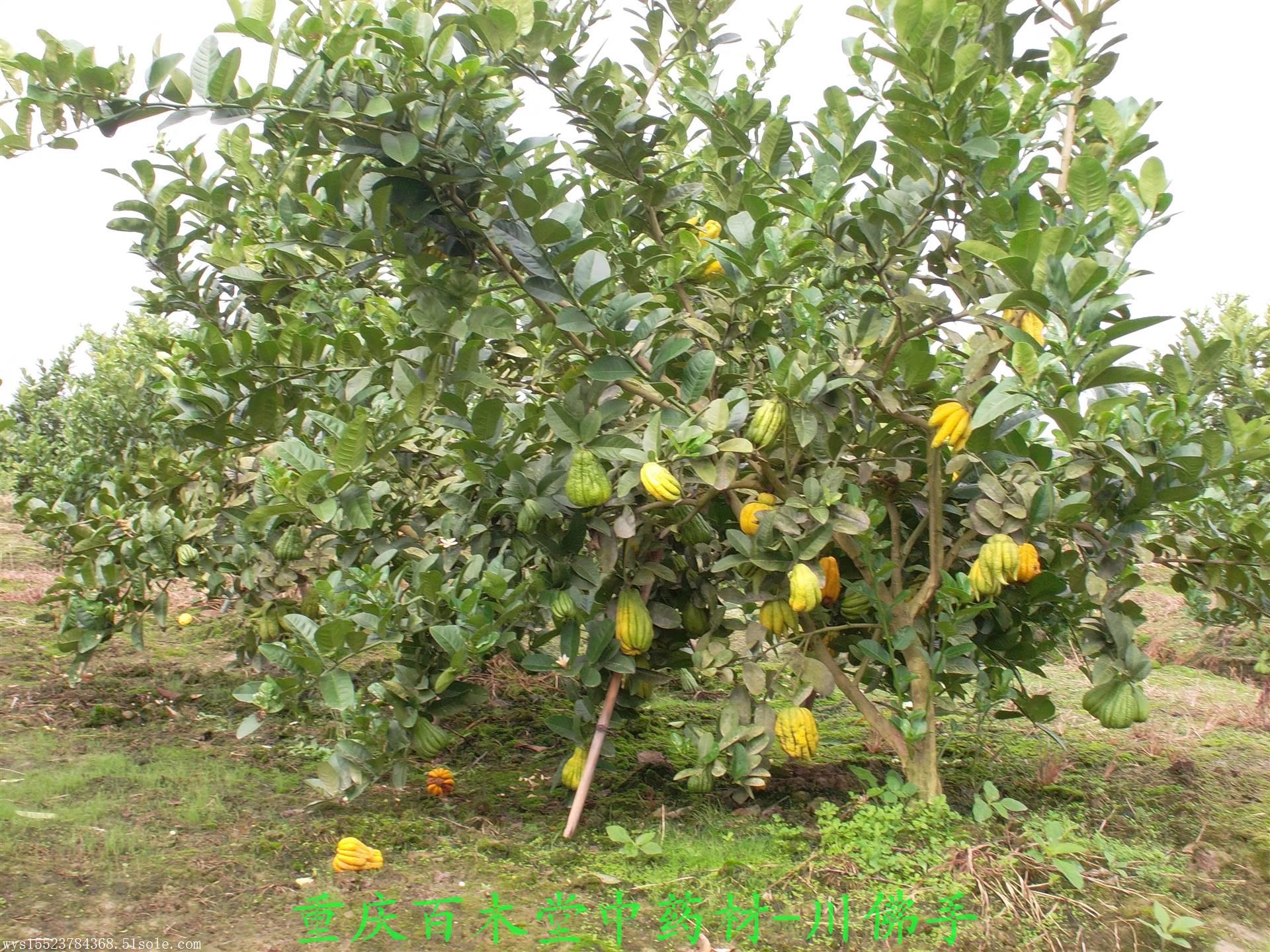 中药材种植基地效益