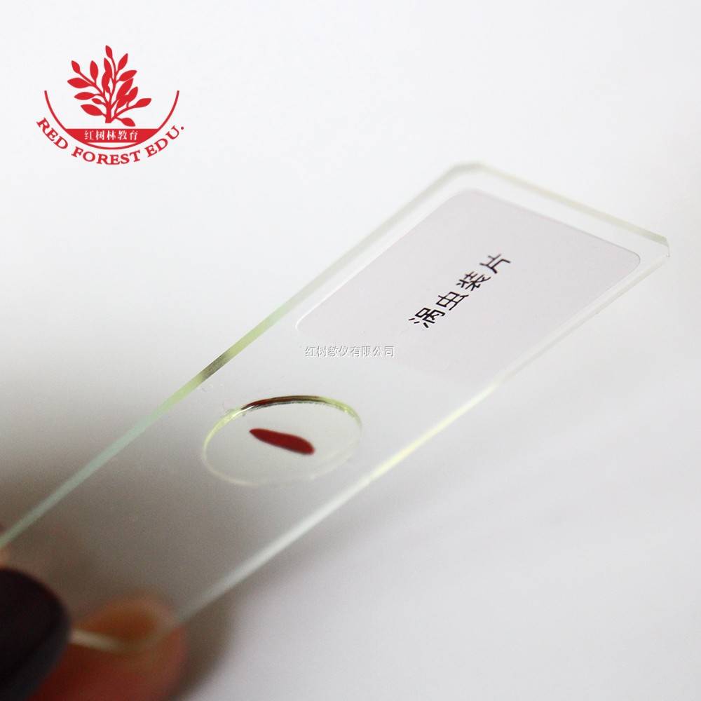 涡虫结构清晰染色鲜艳涡虫装片