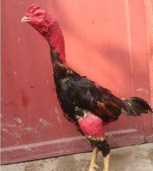 太原鬼子斗鸡低多少钱养殖基地