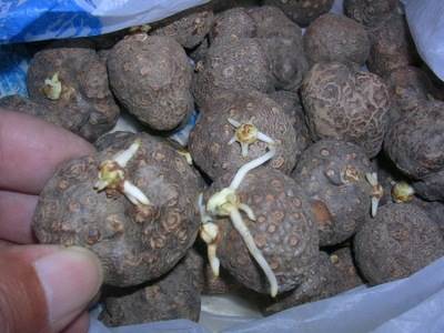 厂家直销 黄药子浸膏粉 喷雾干燥 黄药子提取物 20:1 规格可定制