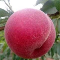 北京市早熟脆蜜桃苗多少钱一斤