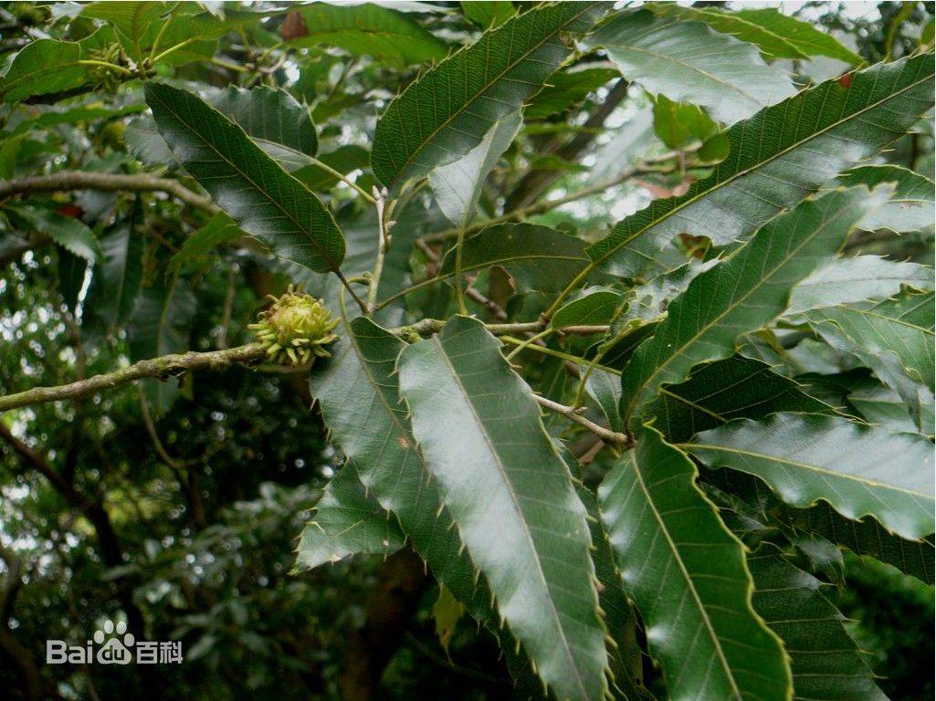 麻栎价格简介,麻栎树价格参考