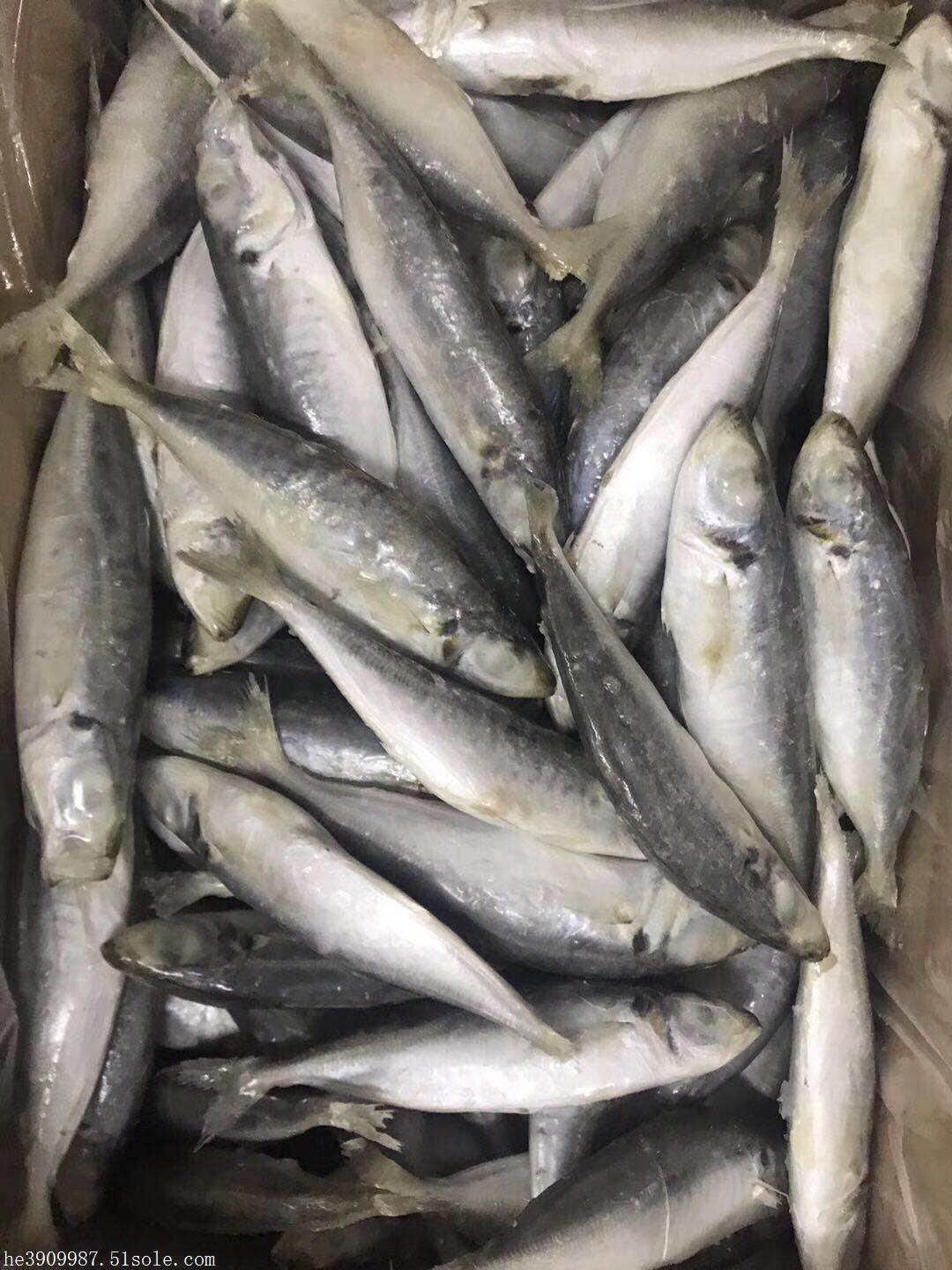 供应单冻白面鱼