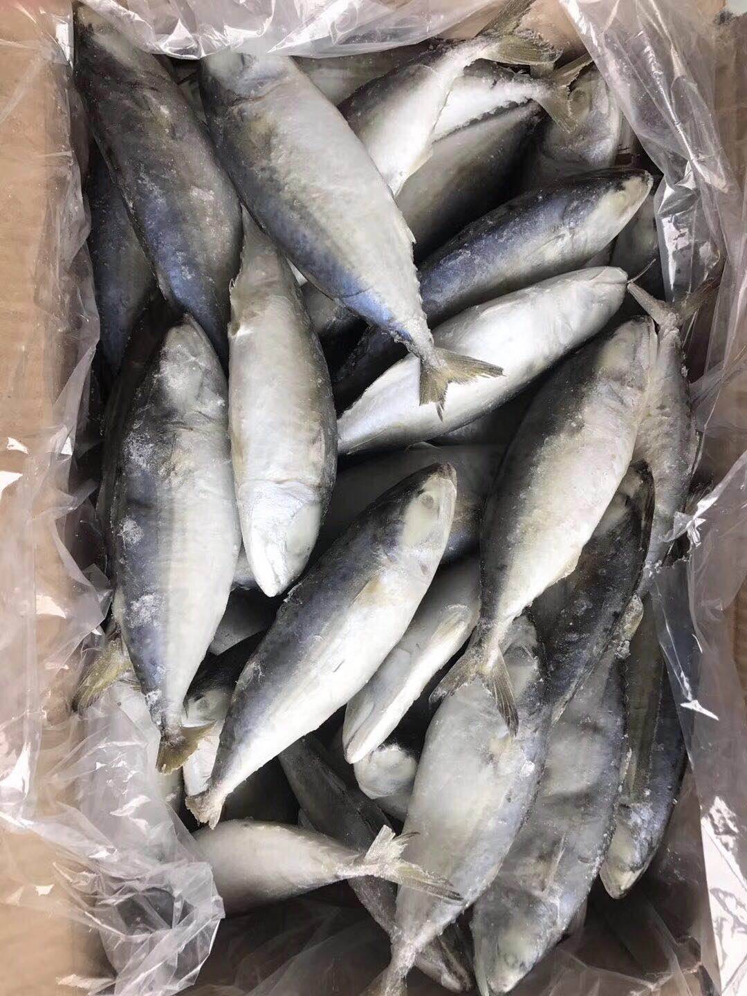 供应单冻白面鱼