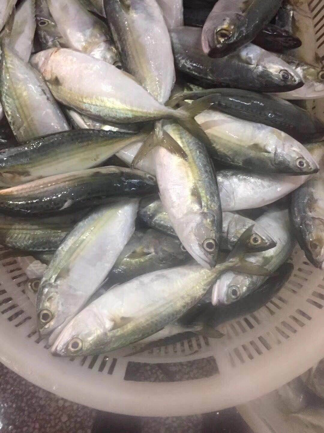 供應單凍白麵魚