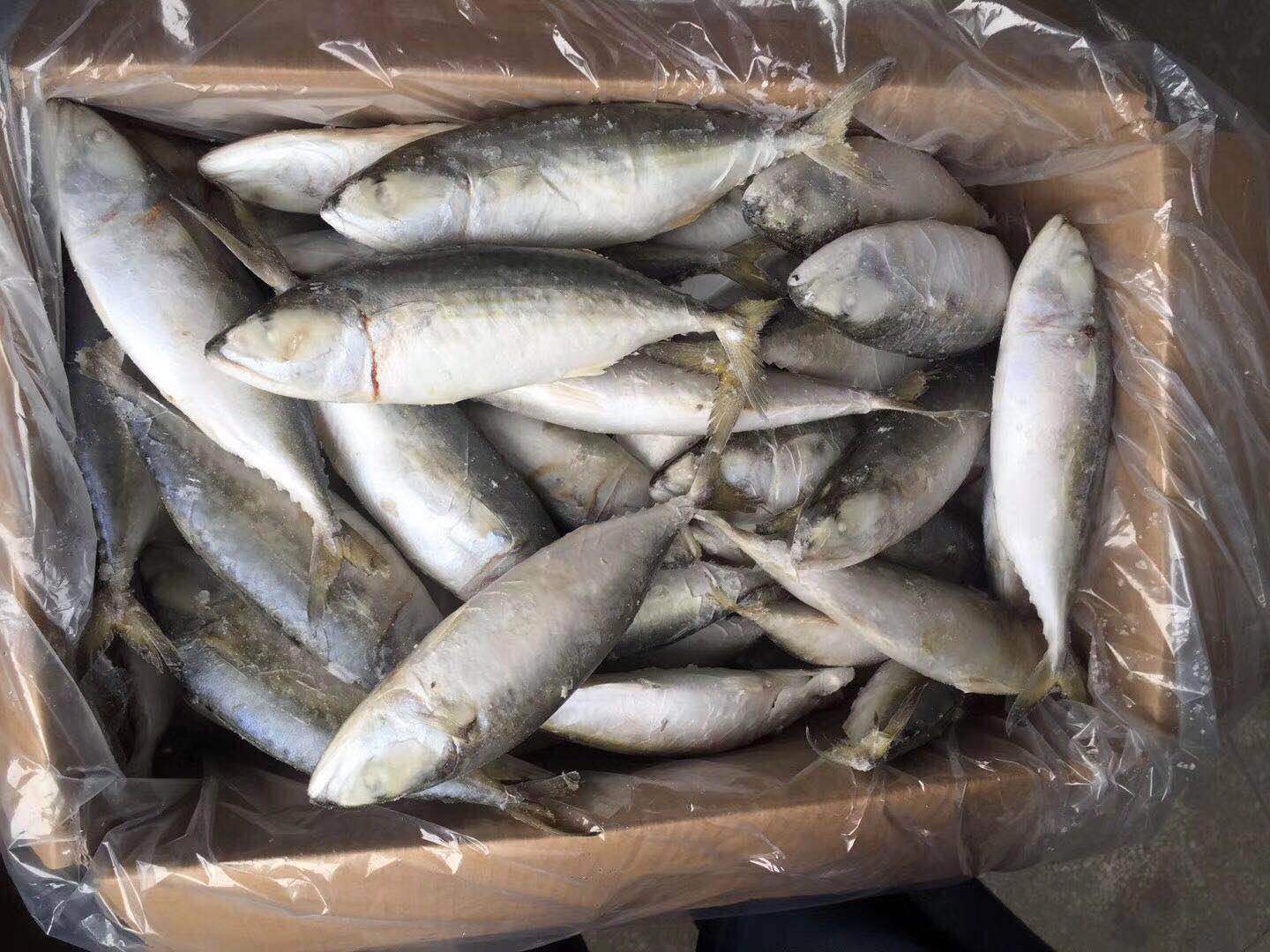 供应单冻白面鱼