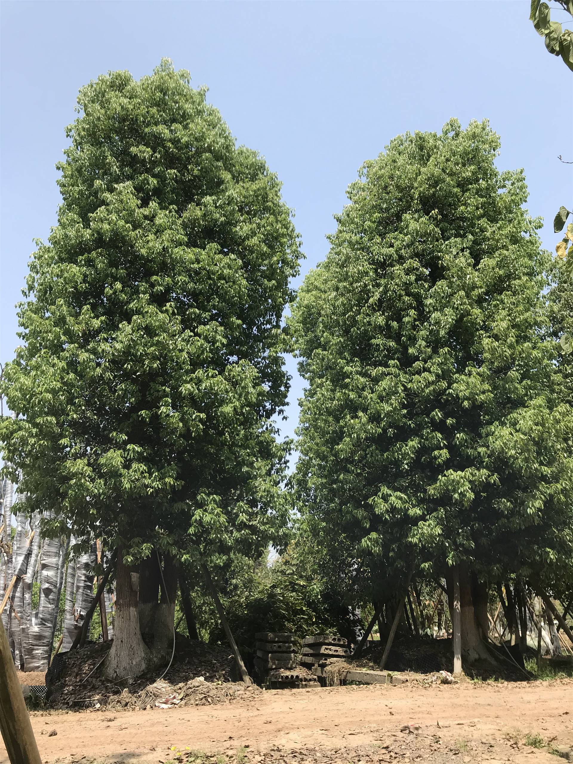 精品大树类-乔木-棕榈类_四川泸州兴隆园林景观工程有限公司