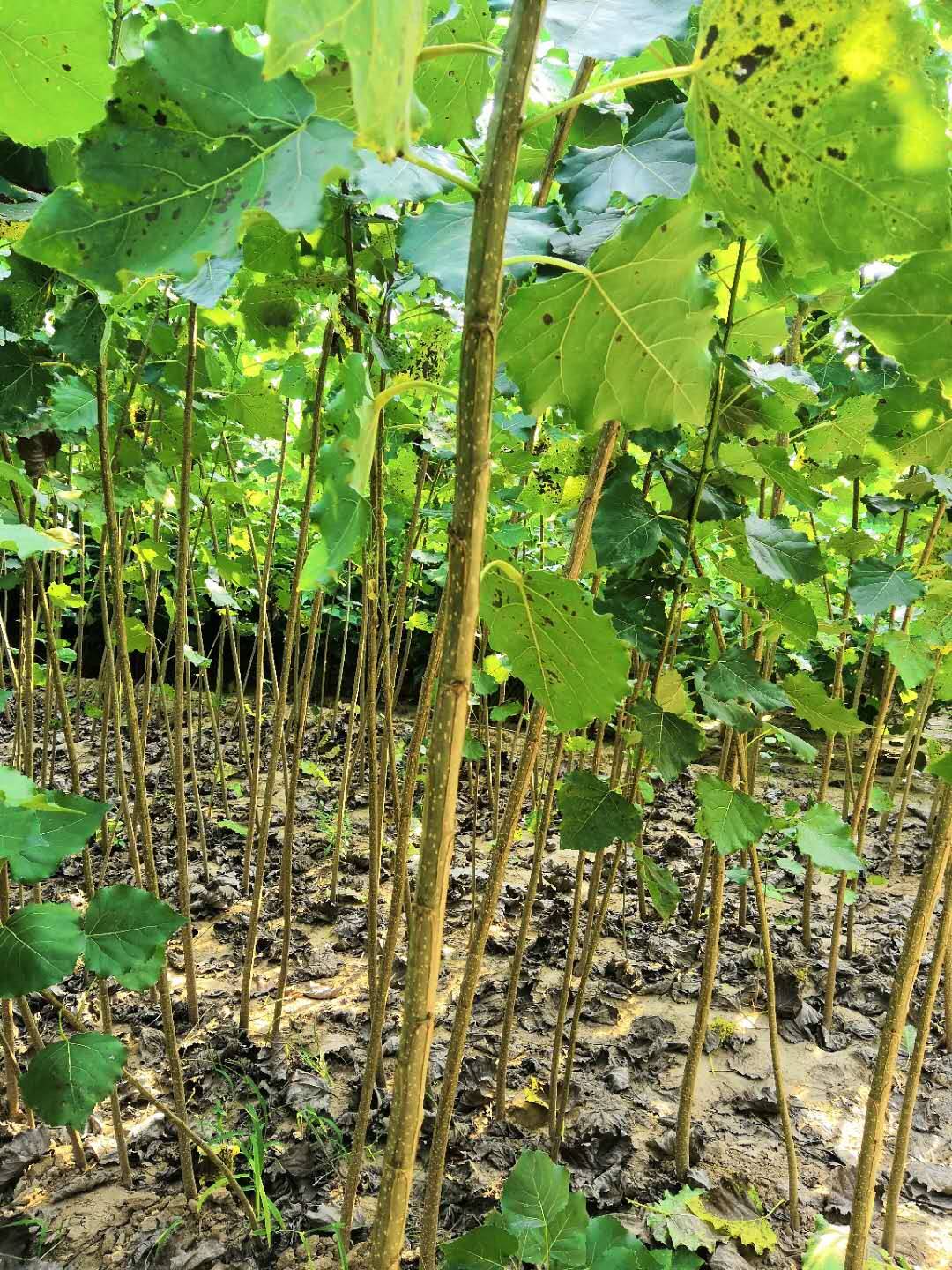 无絮杨树苗无絮速生杨