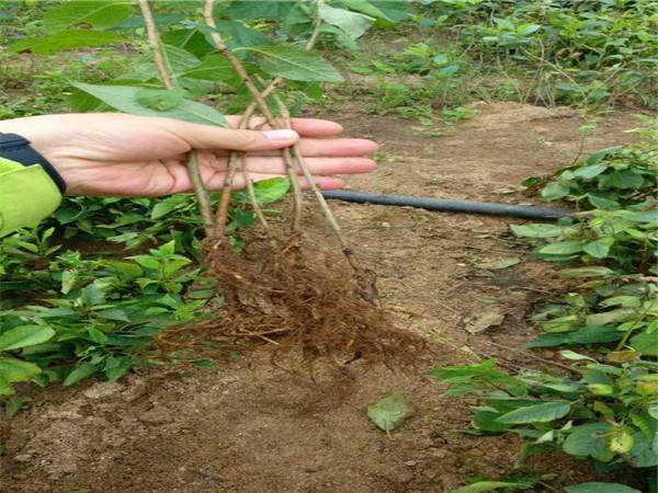 甜樱桃扦插不易生根,生产上都采用嫁接繁殖.