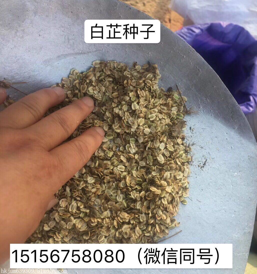 出售白芷種子