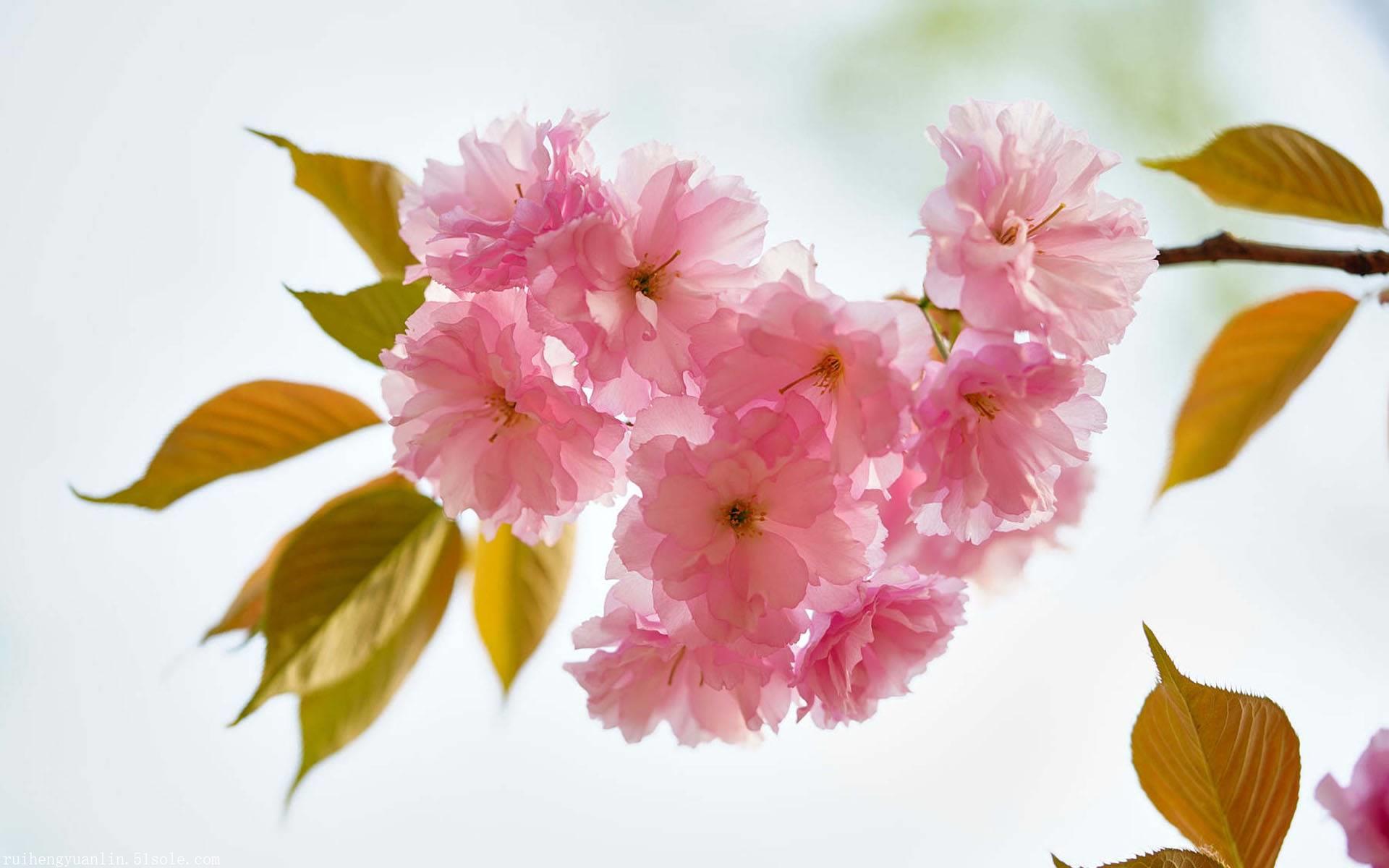 com微信:13953822256地址:山东泰安市岱岳区山口镇网址:http