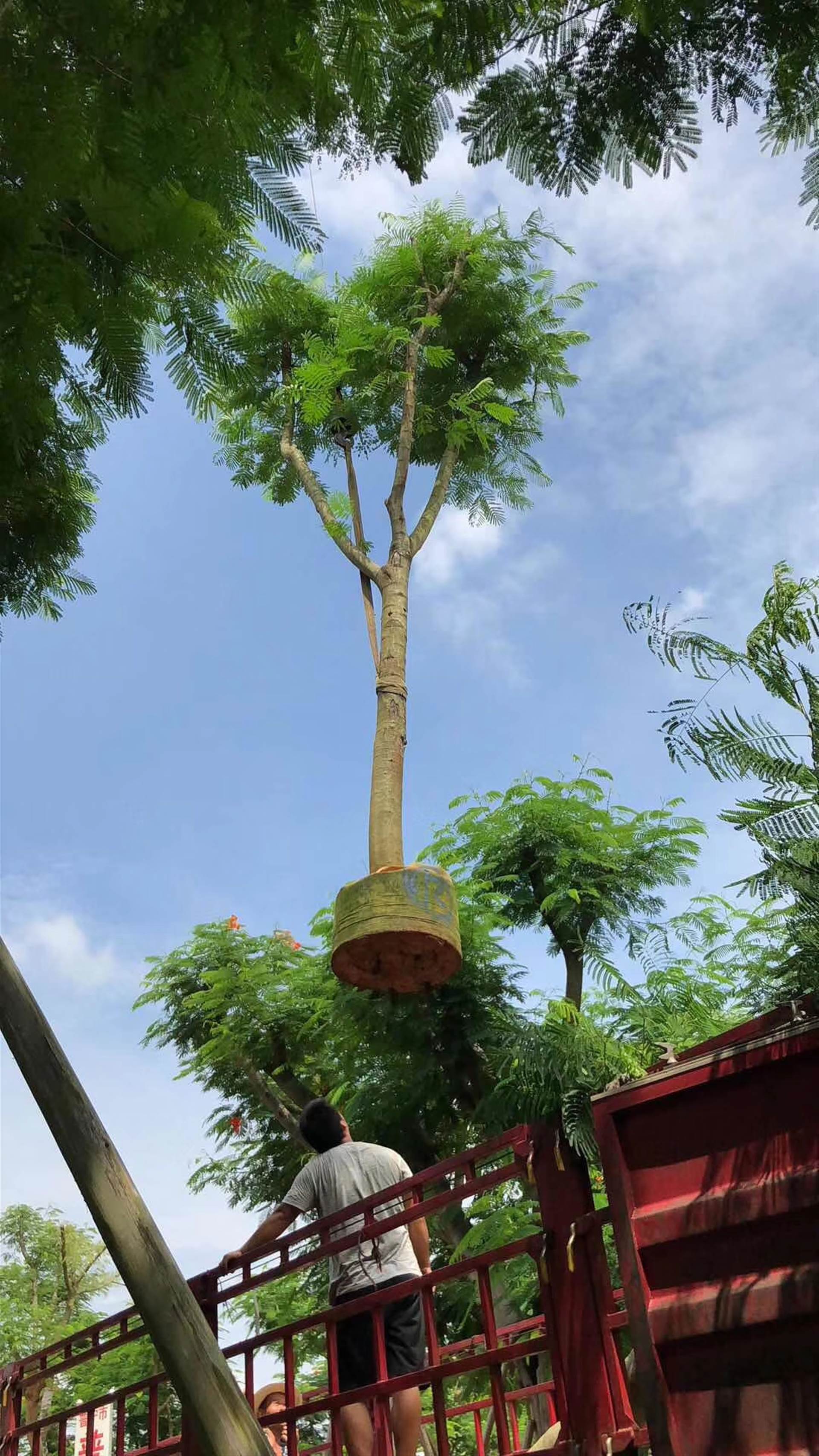 22公分凤凰木袋苗出售22公分凤凰木价格22公分凤凰木产地直销商