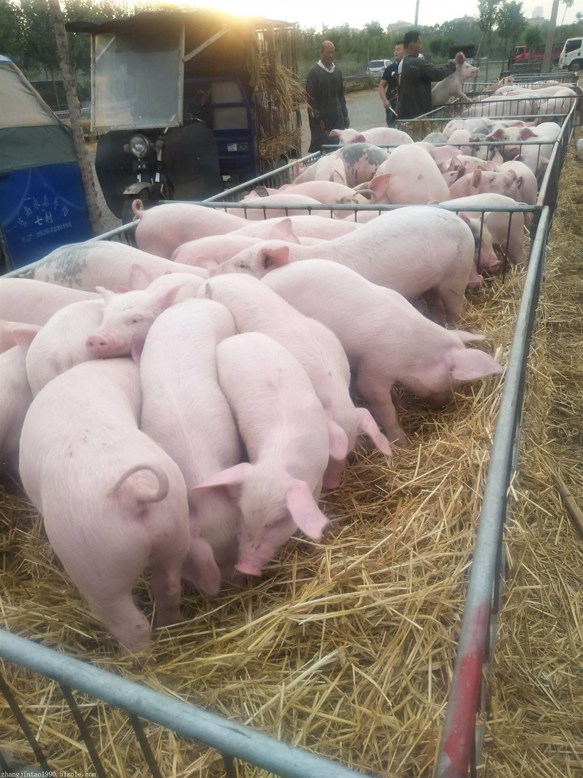 山东仔猪批发