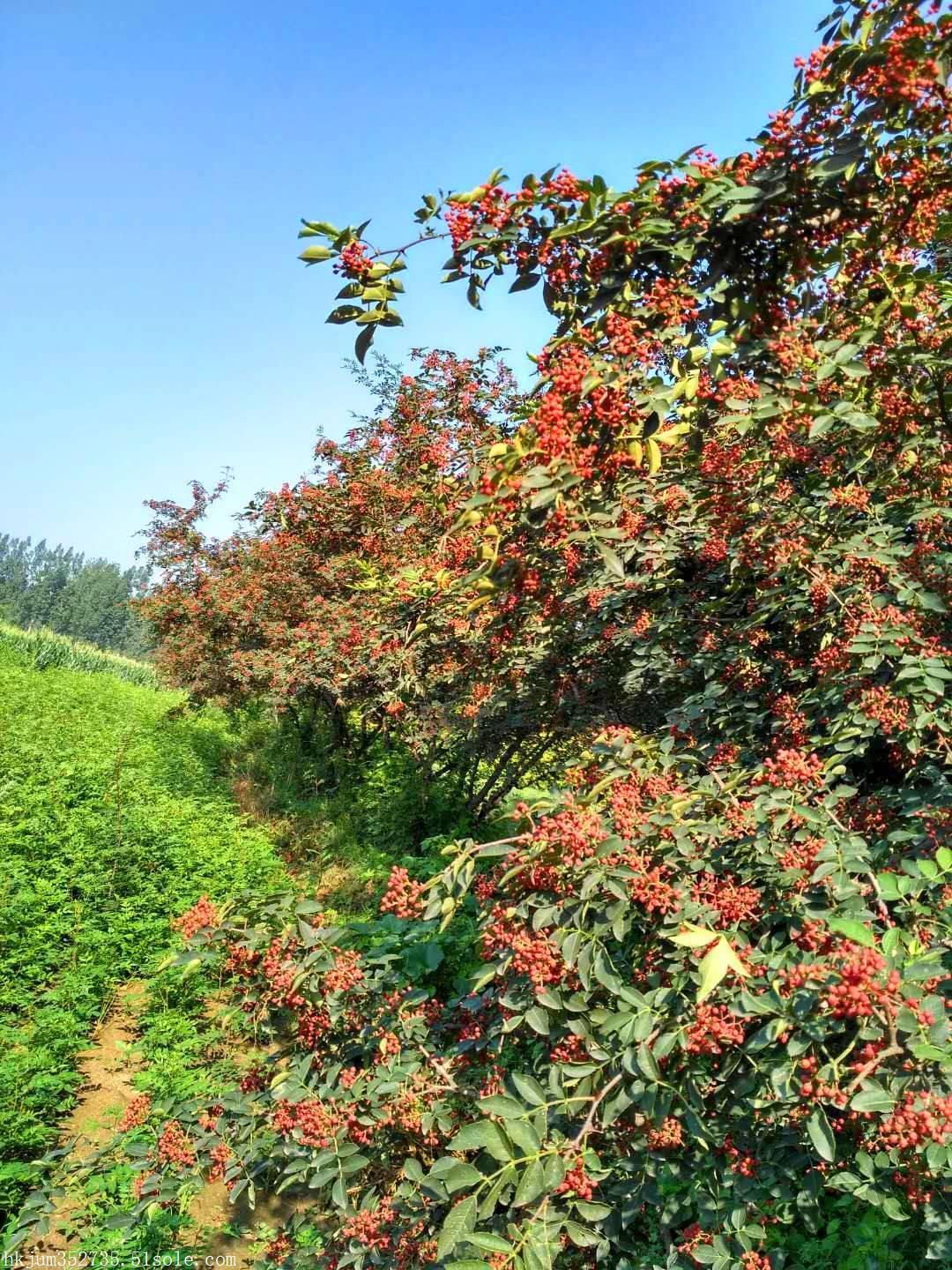 花椒树苗多少钱一棵(花椒树苗多少钱一棵,一亩多少棵本地)