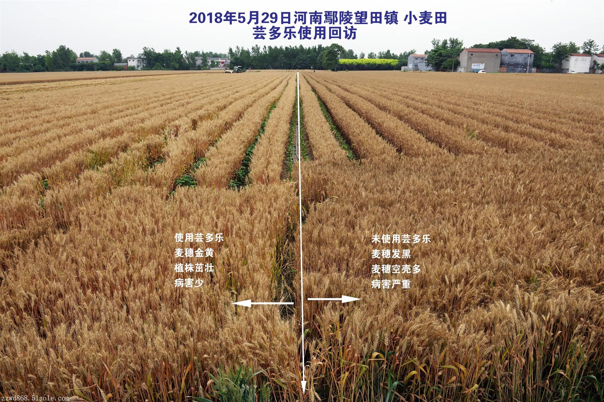 增产套餐芸多乐多少钱芸多乐批发