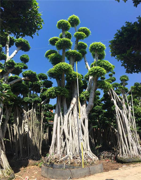 沙西榕树盆景 最新榕树报价 大型景观榕树盆景