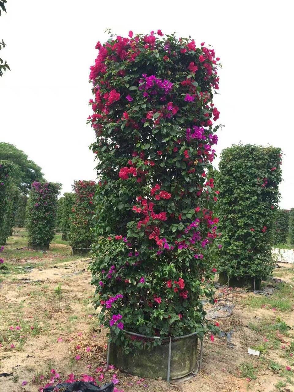 三角梅柱 基地批发造型三角梅柱 苗圃基地供应