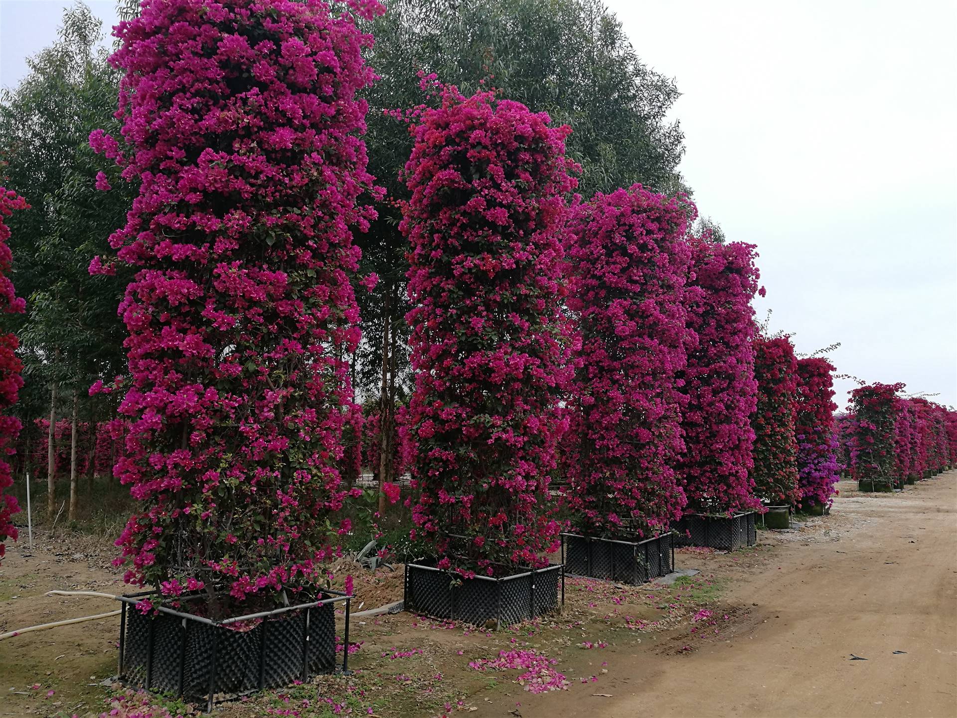 三角梅柱 基地批发造型三角梅柱 苗圃基地供应