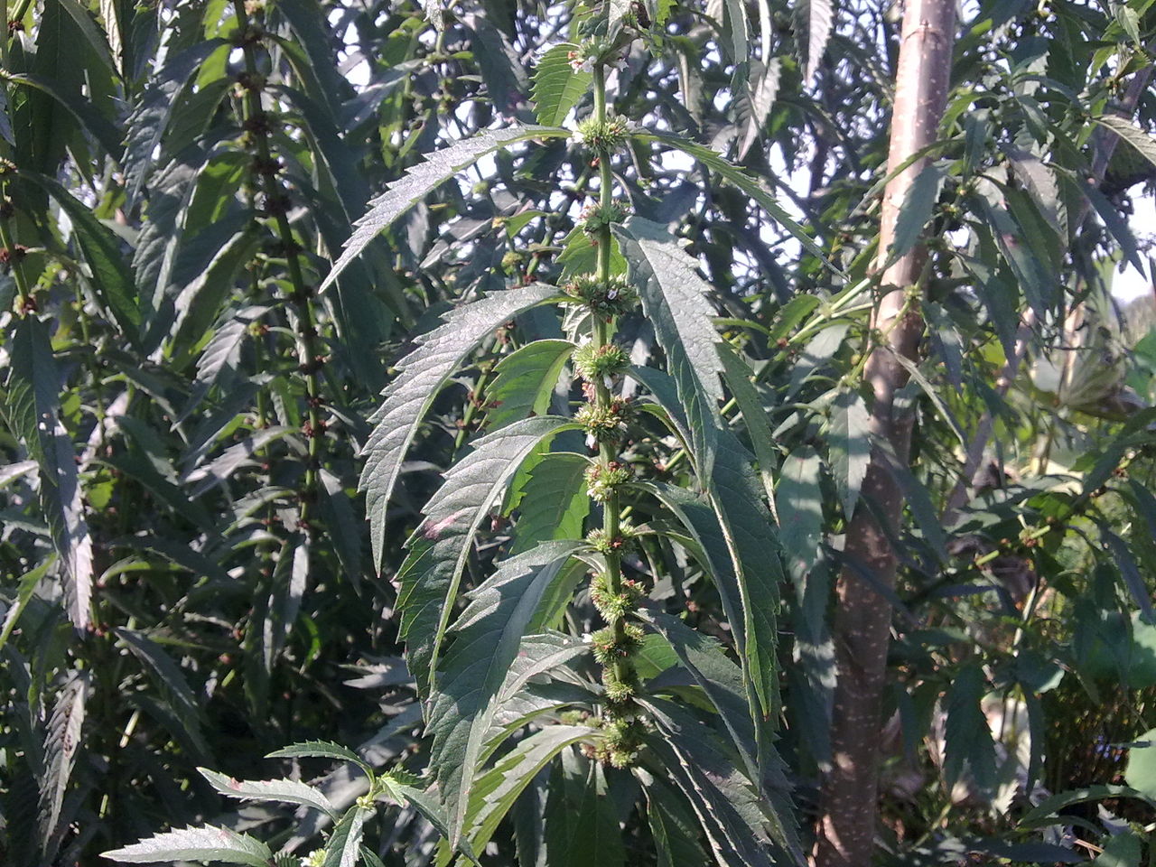 赤箭提取物 赤箭提浸膏粉 赤箭速溶粉