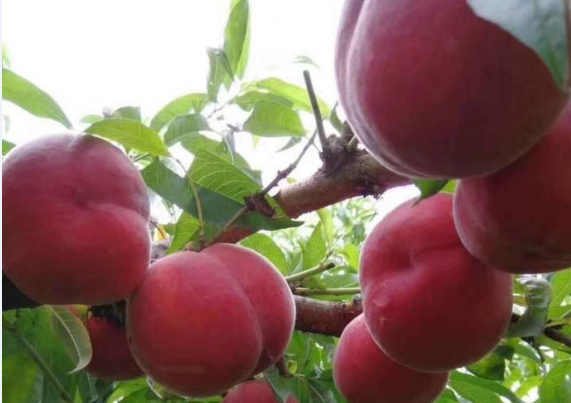 血桃树苗血桃品种血桃新品种中华大果血桃9号