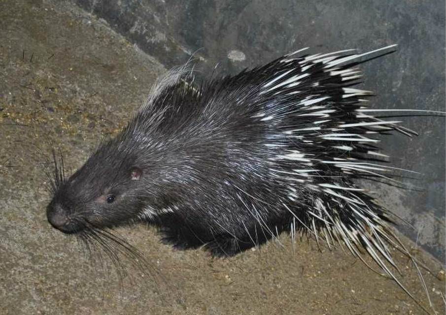 豪猪养殖 豪猪价格多少钱一只