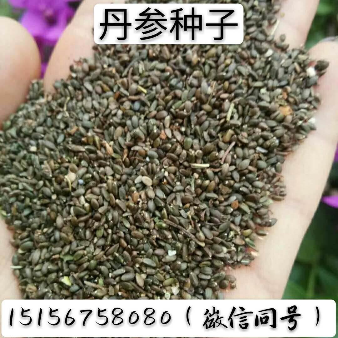 丹参种子丹参籽育苗产品包回收