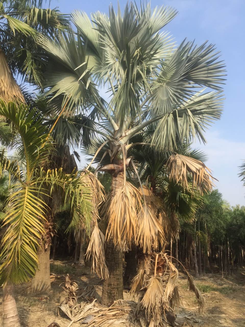 湖北移栽霸王棕庭荫树 随州霸王棕哪里有卖