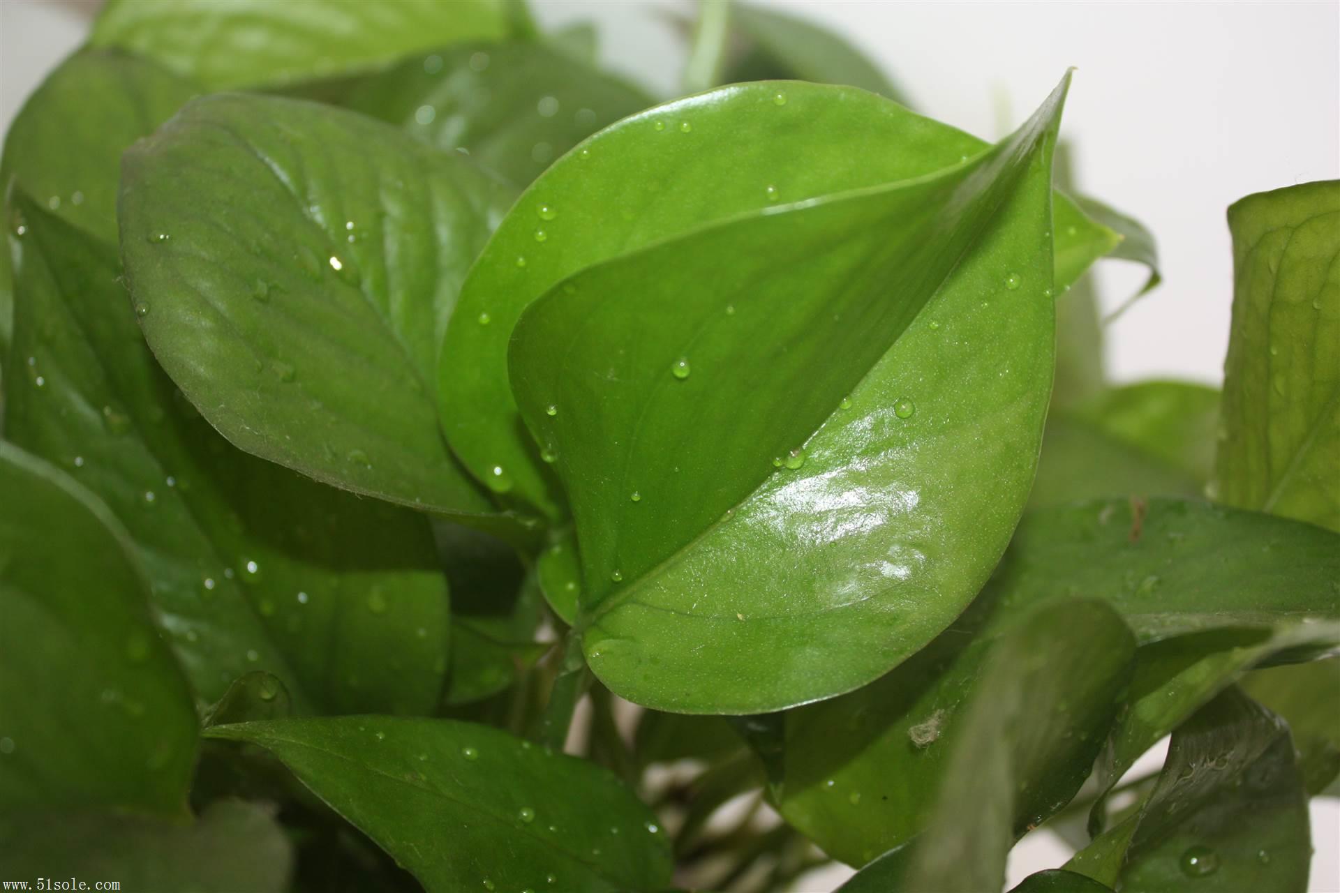 租花养花绿植租摆水培绿萝